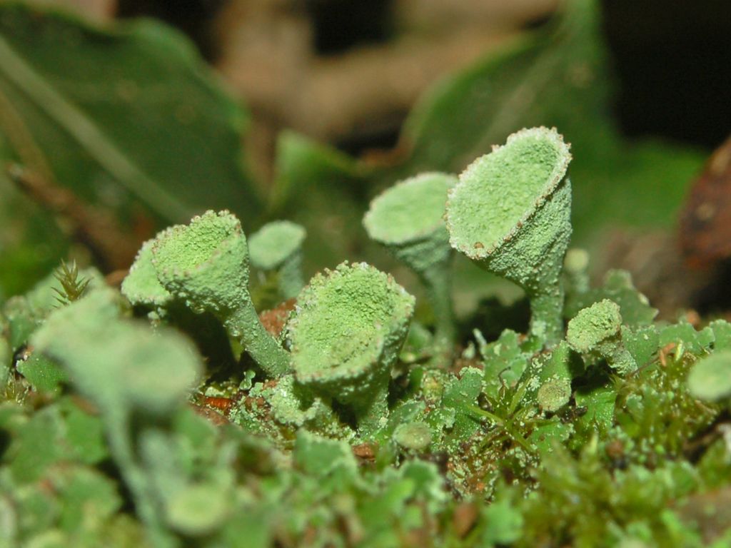 Un lichene in Val Fontanabuona